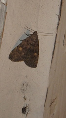 Idia diminuendis