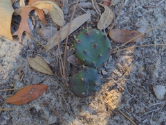 Opuntia drummondii