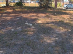 Peltotrupes profundus