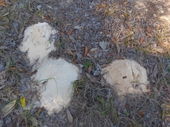 Peltotrupes profundus