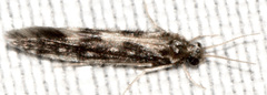 Agraylea multipunctata