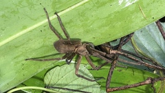 Heteropoda venatoria