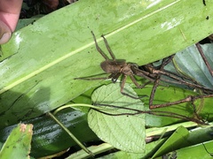 Heteropoda venatoria