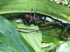 Heteropoda venatoria