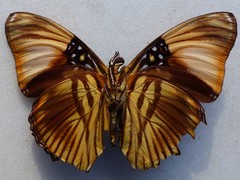Adelpha melanthe
