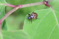 Phyllopertha diversa