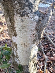 Phlyctis boliviensis