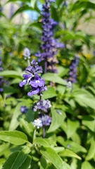 Salvia farinacea