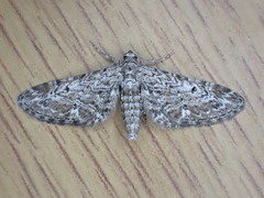Eupithecia nanata