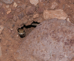 Salvadora hexalepis hexalepis