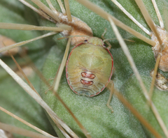 Chlorochroa opuntiae