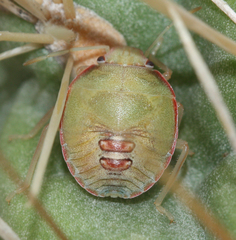 Chlorochroa opuntiae