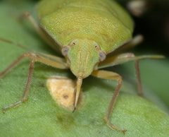 Chlorochroa opuntiae