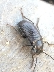 Helopini