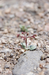 Eriogonum nutans nutans
