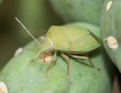 Chlorochroa opuntiae