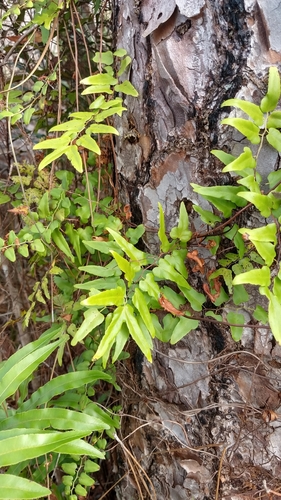 Lygodiaceae image