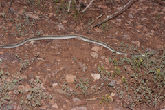 Salvadora hexalepis hexalepis