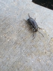 Helopini