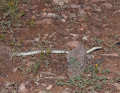 Salvadora hexalepis hexalepis