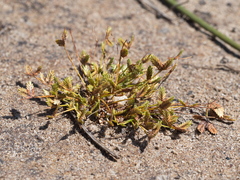 Isolepis levynsiana