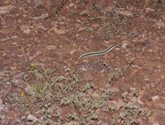 Salvadora hexalepis hexalepis