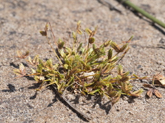 Isolepis levynsiana