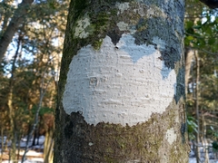 Phlyctis boliviensis