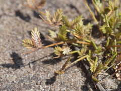 Isolepis levynsiana