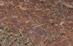 Salvadora hexalepis hexalepis