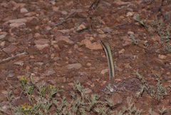 Salvadora hexalepis hexalepis