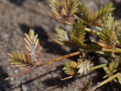 Isolepis levynsiana