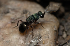 Myrmecomimesis