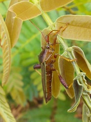 Grammopoecilus flavicornis