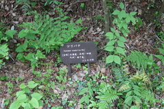 Euonymus oxyphyllus oxyphyllus