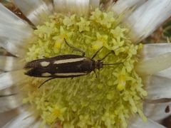 Scythris aspromontis