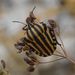 Sicilian Striped Shieldbug - Photo (c) Joey Bom, some rights reserved (CC BY-NC), uploaded by Joey Bom