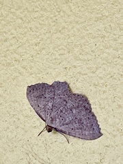 Chrysolarentia microcyma