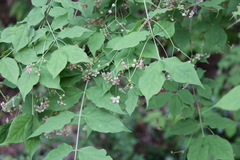 Euonymus oxyphyllus oxyphyllus