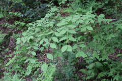 Euonymus oxyphyllus oxyphyllus