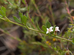 Cyanothamnus nanus nanus