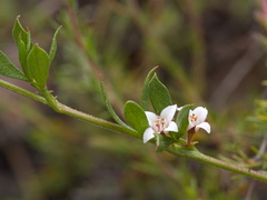 Cyanothamnus nanus nanus