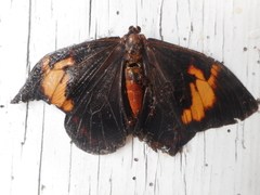 Brassolis astyra