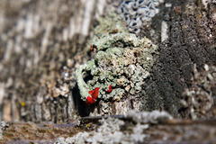 Cladonia didyma