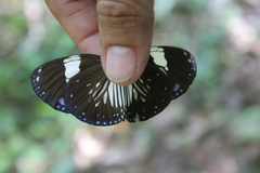 Euploea radamanthus
