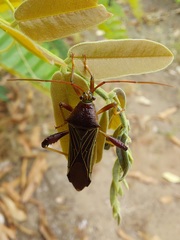 Grammopoecilus flavicornis