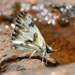 Stained White-Skipper - Photo (c) Ken Kertell, some rights reserved (CC BY-NC), uploaded by Ken Kertell