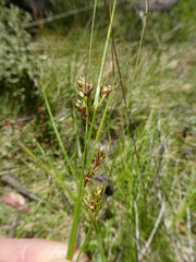 Carex hebes
