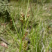 Carex hebes - Photo (c) Katarina Stenman, osa oikeuksista pidätetään (CC BY-NC), lähettänyt Katarina Stenman