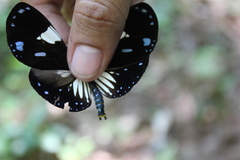 Euploea radamanthus